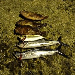 ノープラン釣行